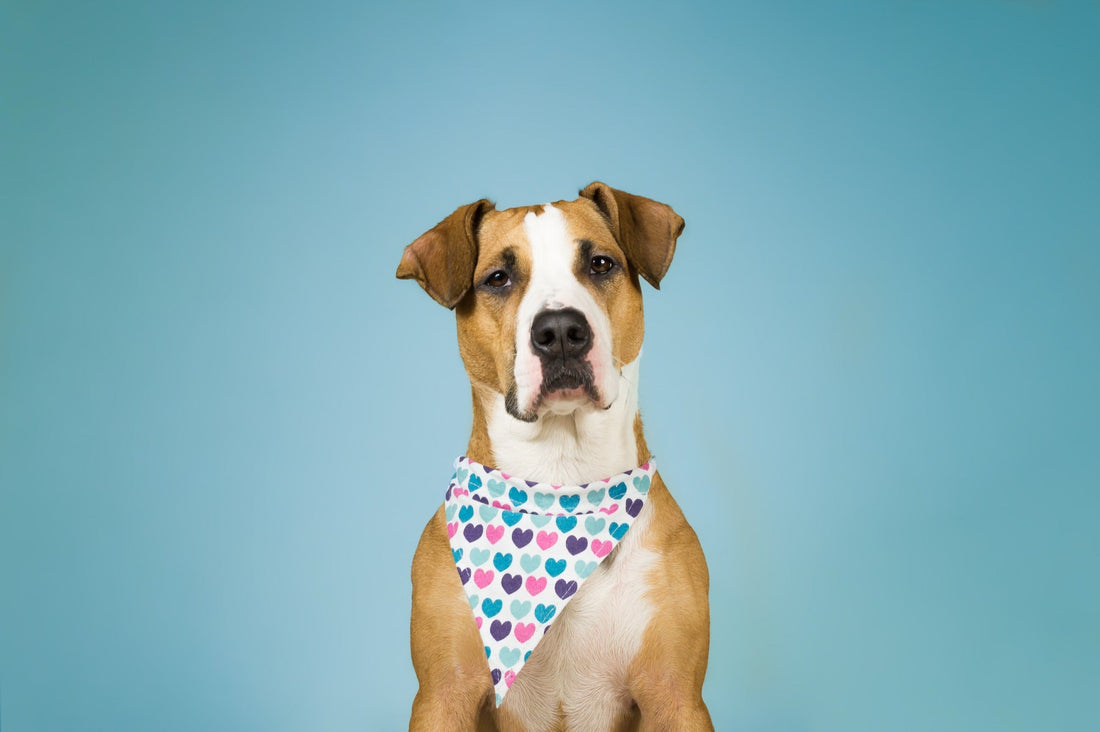 A dog wearing a custom-printed bandana — hearts pattern, soft blue studio backdrop