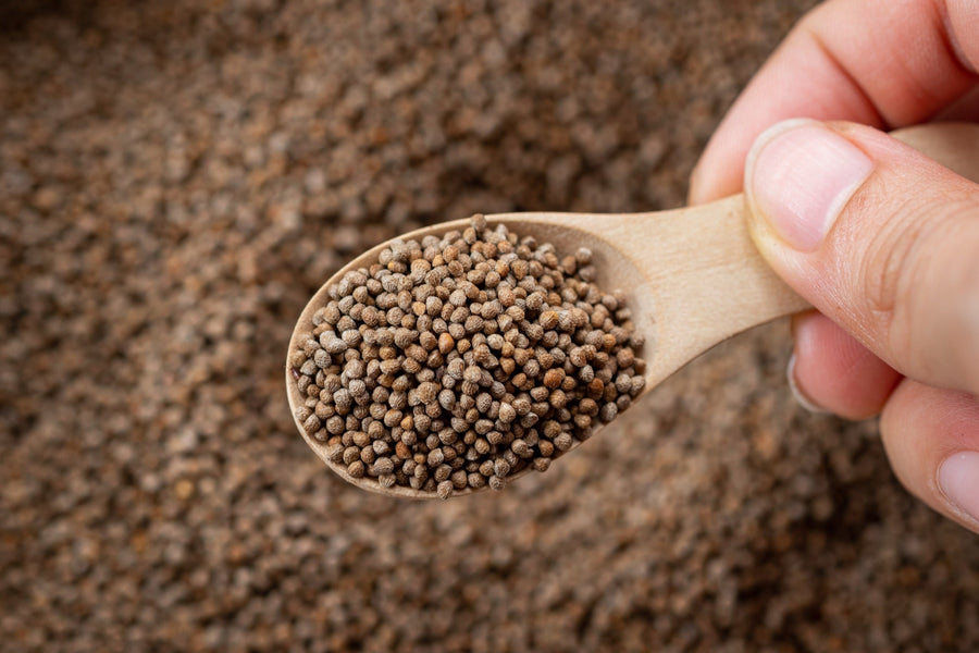 A hand holding a wooden spoon filled with perilla seeds — nei lieh, an omega-3 rich seed from the Meghalaya hills