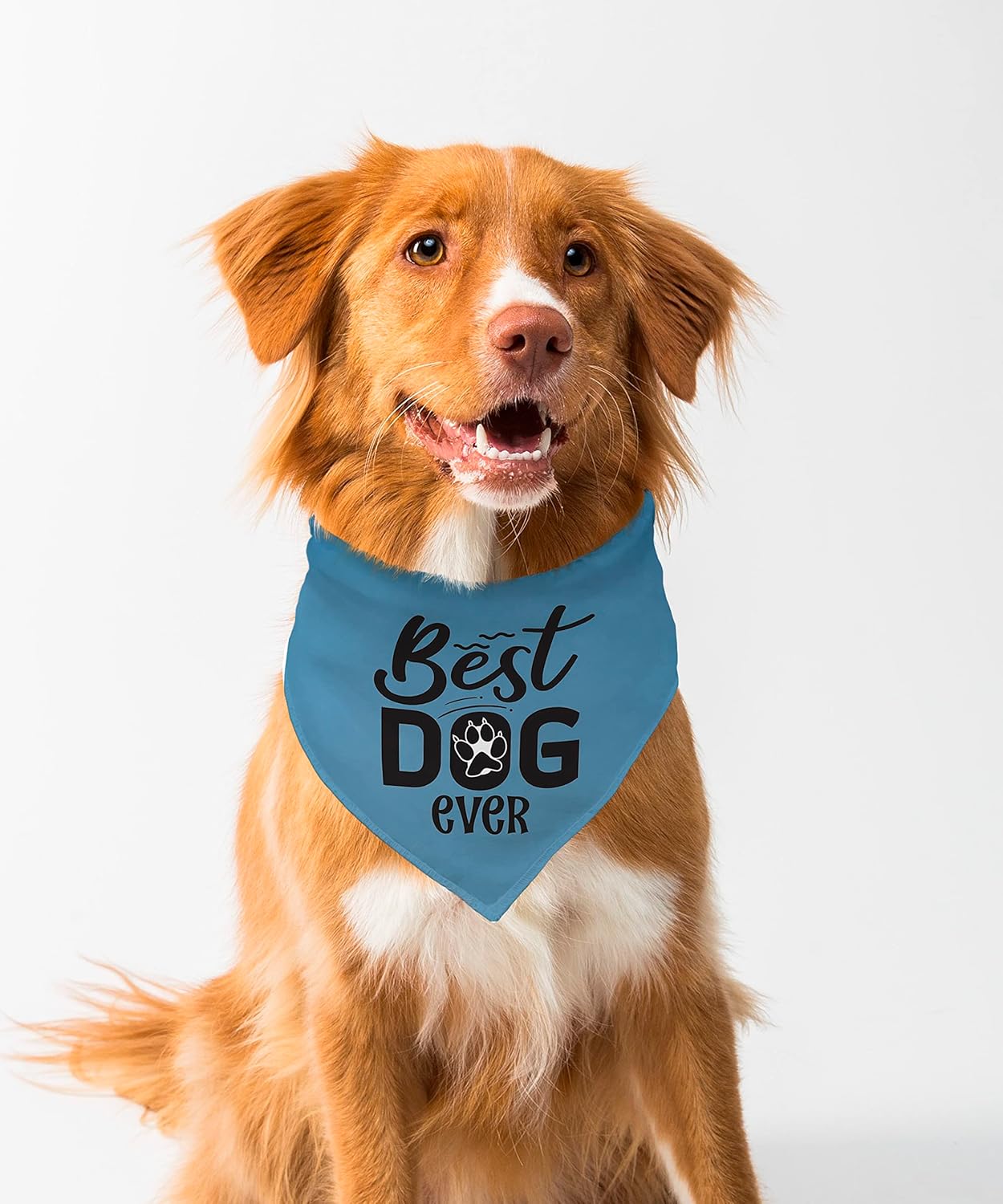 Best Dog Ever Bandana — hero